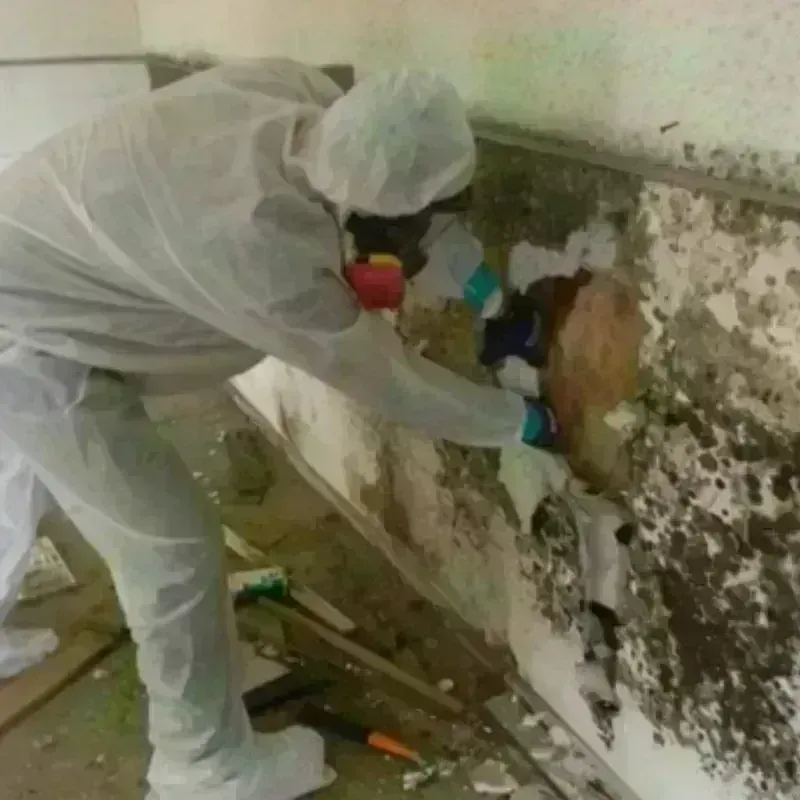 Mold Remediation and Removal in Russell Springs, KY